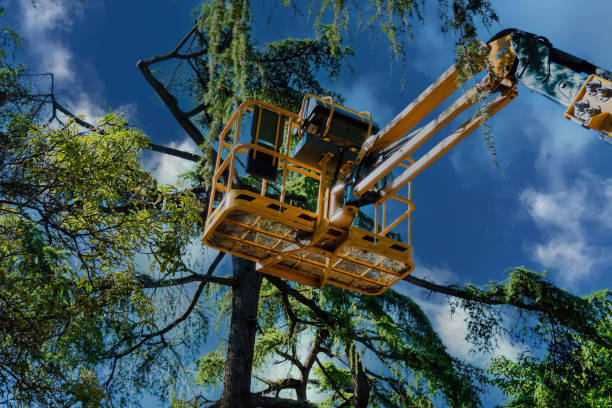 Reliable La Caada Flintridge, CA Tree Services Solutions