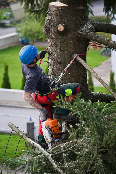 How Our Tree Care Process Works  in  La Caada Flintridge, CA